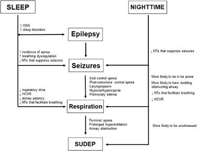 The role of sleep state and time of day in modulating breathing in epilepsy: implications for sudden unexpected death in epilepsy